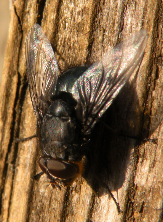 Mosca al sole; Calliphoridae, possibile Bellardia sp.